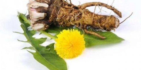 Korijen maslačka: ljekovita svojstva i kontraindikacije, recepti za dekocije, infuzije, recenzije